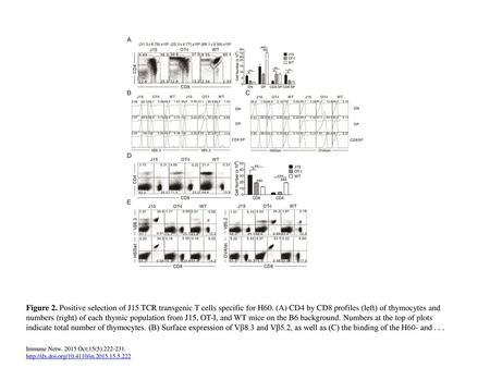 Figure 2. Positive selection of J15 TCR transgenic T cells specific for H60. (A) CD4 by CD8 profiles (left) of thymocytes and numbers (right) of each thymic.