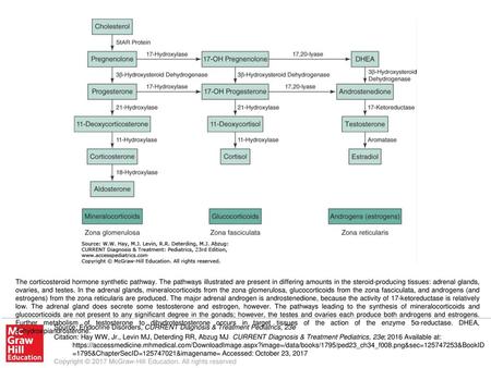 The corticosteroid hormone synthetic pathway