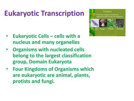 Eukaryotic Transcription