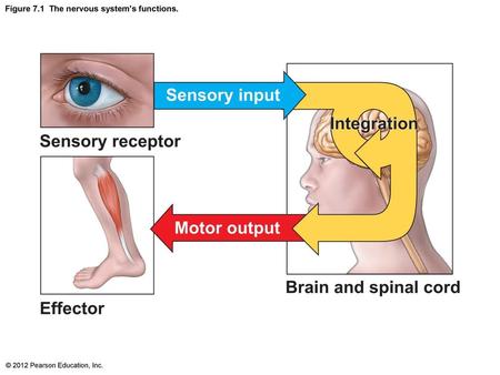 Figure 7.1 The nervous system’s functions.