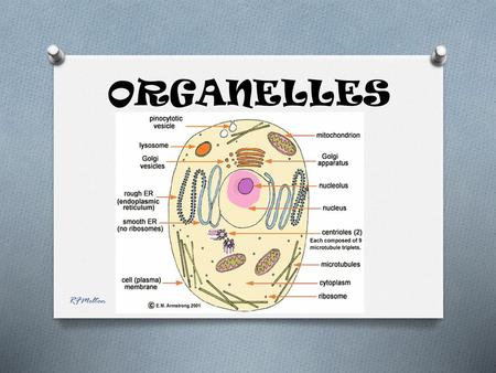 ORGANELLES RFMelton.