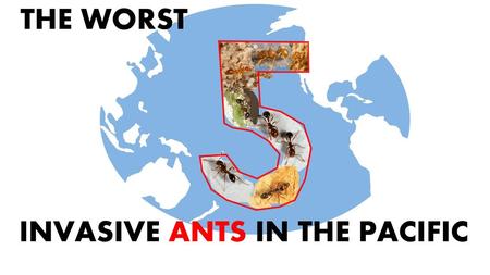 INVASIVE ANTS IN THE PACIFIC