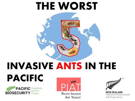 THE WORST INVASIVE ANTS IN THE PACIFIC