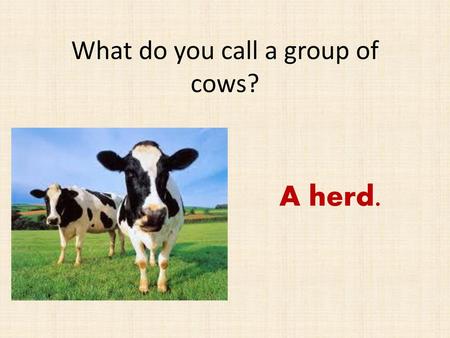 What do you call a group of cows?