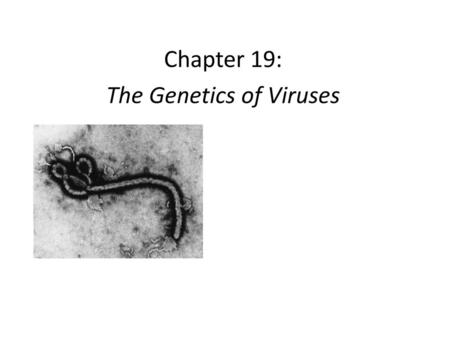 The Genetics of Viruses