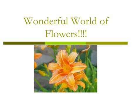 Wonderful World of Flowers!!!!