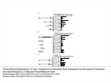 Fig. 7 Localization of the element(s) responsible for the transcriptional suppression by PPAR-γ. A, Rat VSMCs were transfected with either −1969/+104-luc,