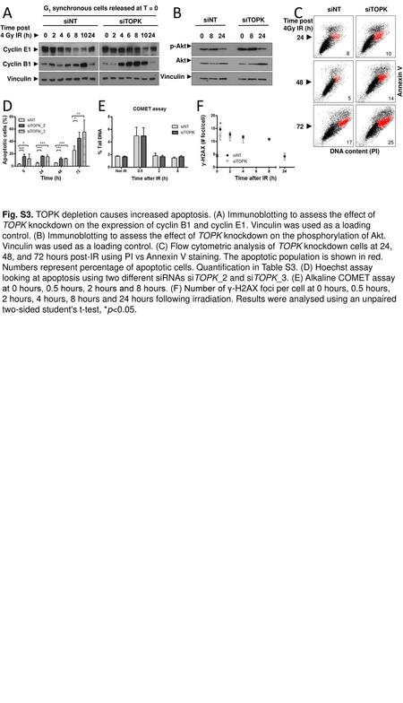 G1 synchronous cells released at T = 0