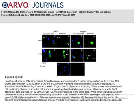 From: Controlled Delivery of 5-Chlorouracil Using Poly(Ortho Esters) in Filtering Surgery for Glaucoma Invest. Ophthalmol. Vis. Sci.. 2008;49(7):2993-3003.