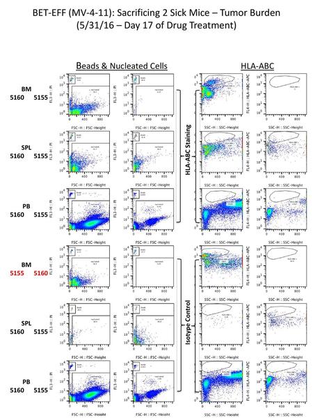 BET-EFF (MV-4-11): Sacrificing 2 Sick Mice – Tumor Burden