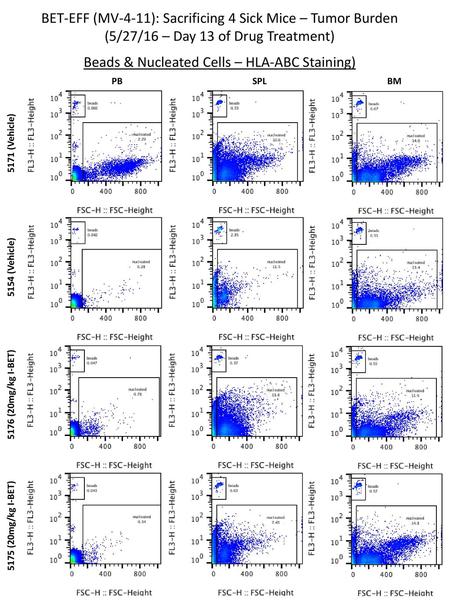 BET-EFF (MV-4-11): Sacrificing 4 Sick Mice – Tumor Burden