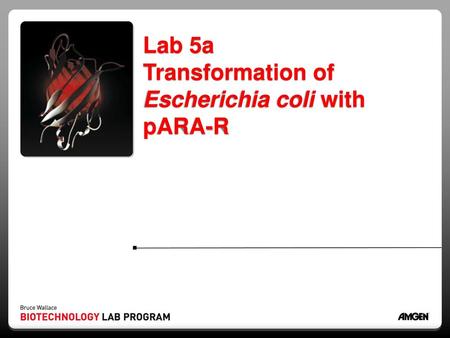 Lab 5a Transformation of Escherichia coli with pARA-R