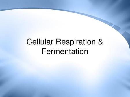 Cellular Respiration & Fermentation