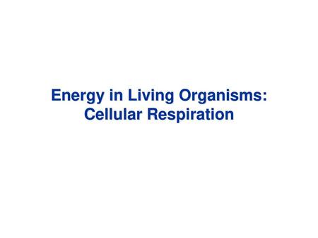 Energy in Living Organisms: Cellular Respiration