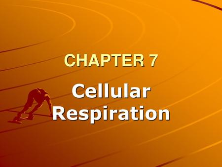 CHAPTER 7 Cellular Respiration.