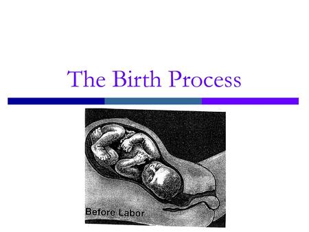 The Birth Process.