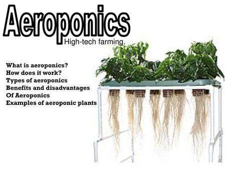 Aeroponics High-tech farming. What is aeroponics? How does it work?