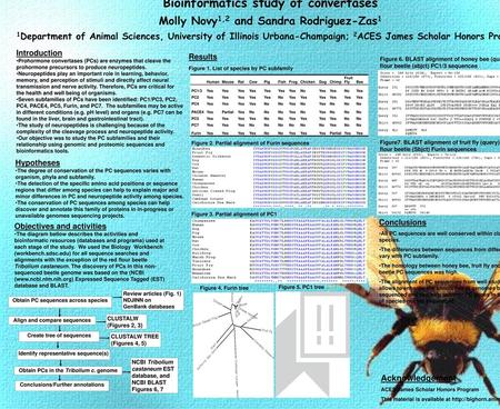 Bioinformatics study of convertases