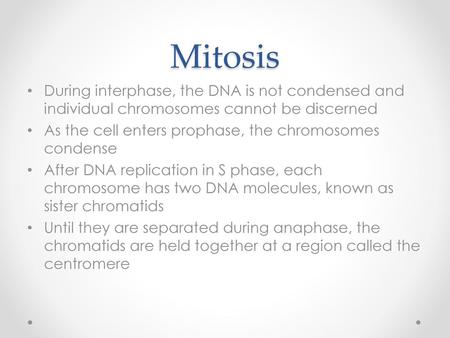 Mitosis During interphase, the DNA is not condensed and individual chromosomes cannot be discerned As the cell enters prophase, the chromosomes condense.