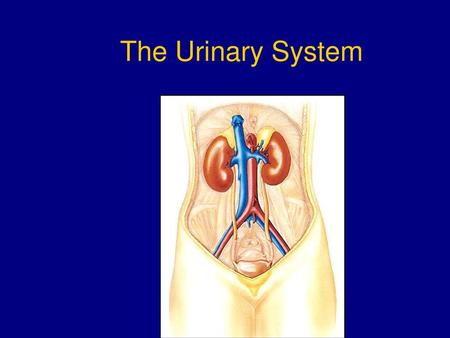 The Urinary System.