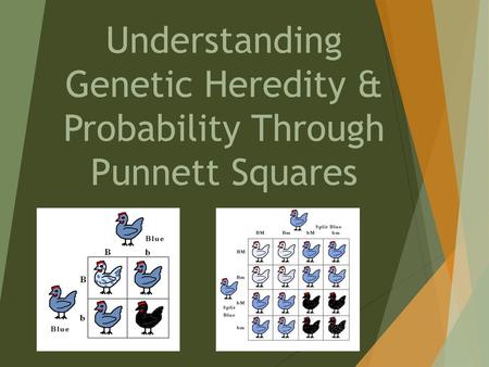 Understanding Genetic Heredity & Probability Through Punnett Squares