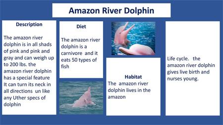 Amazon River Dolphin Description Diet