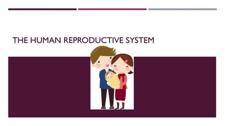 The Human Reproductive system