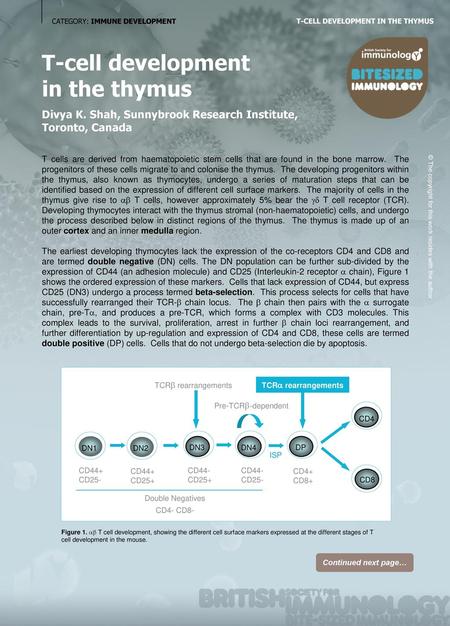 T-cell development in the thymus