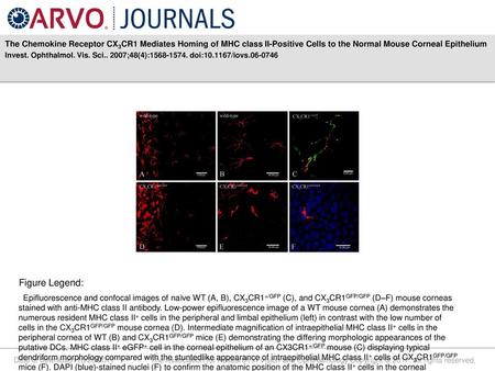 The Chemokine Receptor CX3CR1 Mediates Homing of MHC class II-Positive Cells to the Normal Mouse Corneal Epithelium Invest. Ophthalmol. Vis. Sci.. 2007;48(4):1568-1574.