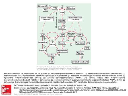 Esquema abreviado del metabolismo de las purinas: (1) fosforribosilpirofosfato (PRPP) sintetasa; (2) amidofosforribosiltransferasa (amido-PRT); (3) adenilosuccinato.