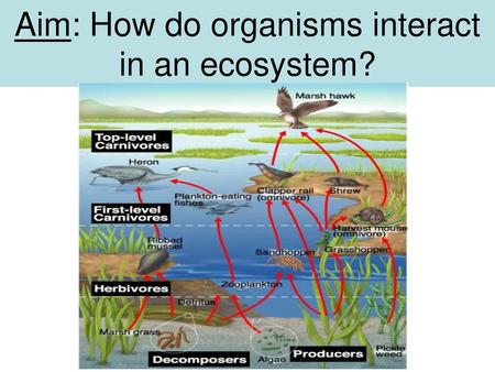 Aim: How do organisms interact in an ecosystem?