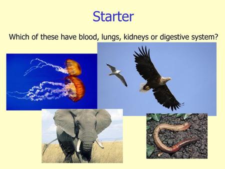 Starter Which of these have blood, lungs, kidneys or digestive system?