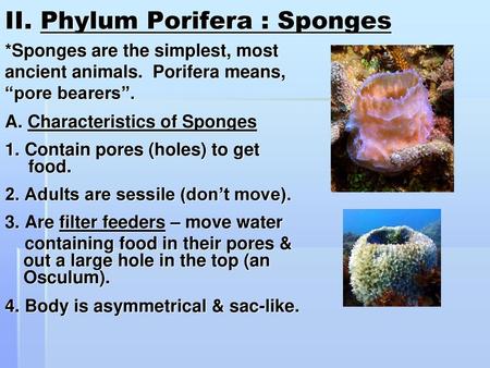 II. Phylum Porifera : Sponges