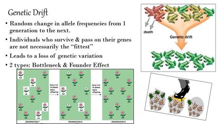 Genetic Drift Random change in allele frequencies from 1 generation to the next. Individuals who survive & pass on their genes are not necessarily the.