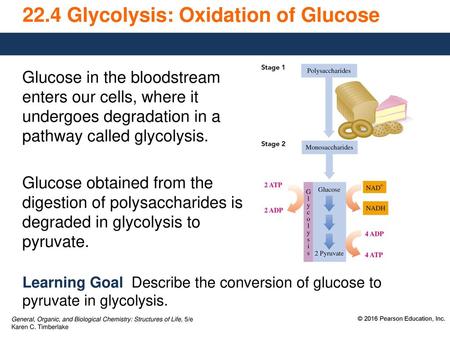 22.4 Glycolysis: Oxidation of Glucose