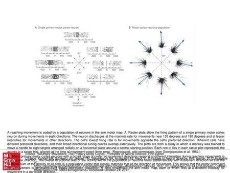 The eight single-neuron vector clusters and the population vectors shown here represent the activity of the same population of cells during reaching movements.