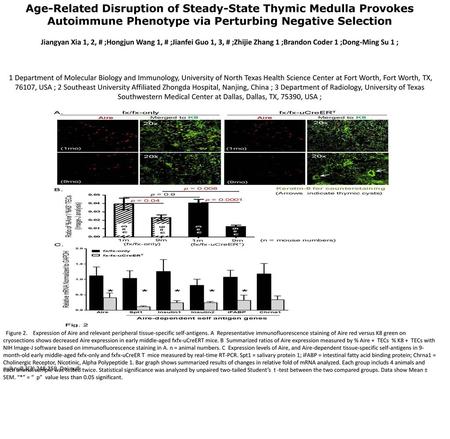 Age-Related Disruption of Steady-State Thymic Medulla Provokes Autoimmune Phenotype via Perturbing Negative Selection Jiangyan Xia 1, 2, # ;Hongjun Wang.