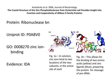 Kostelecky et al. 2006, Journal of Bacteriology The Crystal Structure of the Zinc Phosphodiesterase from Escherichia coli Provides Insight into Function.