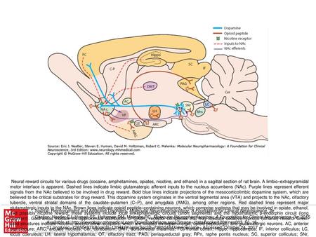 Neural reward circuits for various drugs (cocaine, amphetamines, opiates, nicotine, and ethanol) in a sagittal section of rat brain. A limbic–extrapyramidal.