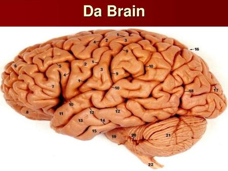 Da Brain.