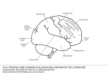 From: FRONTAL LOBE CHANGES IN ALCOHOLISM: A REVIEW OF THE LITERATURE