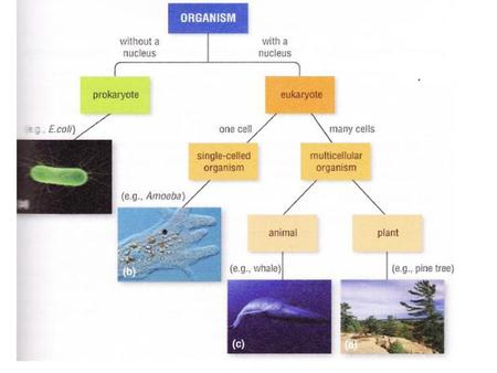 Prokaryotic Cells Vs. Eukaryotic Cells