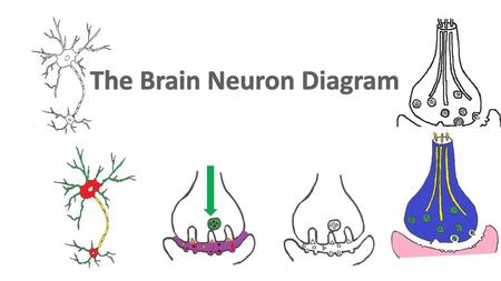 The Brain Neuron Diagram