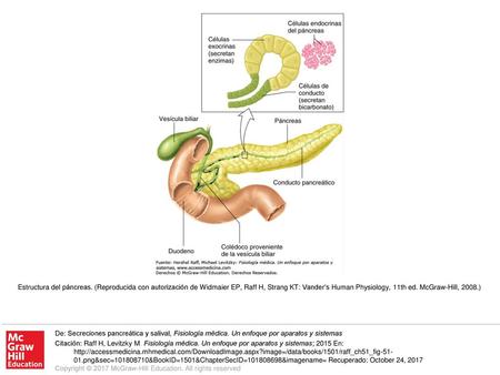 Estructura del páncreas