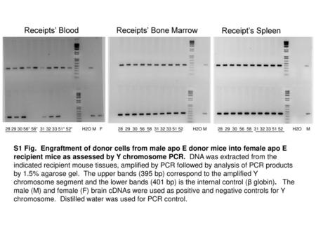 Receipts’ Blood Receipts’ Bone Marrow Receipt’s Spleen