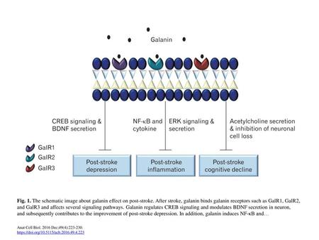 Fig. 1. The schematic image about galanin effect on post-stroke