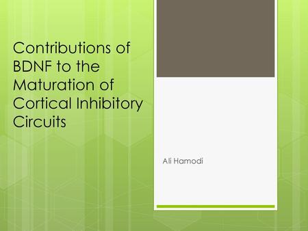 Contributions of BDNF to the Maturation of Cortical Inhibitory Circuits Ali Hamodi.