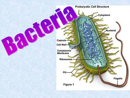 Bacteria.