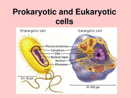 Prokaryotic and Eukaryotic cells