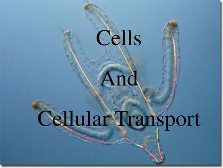 Cells And Cellular Transport.